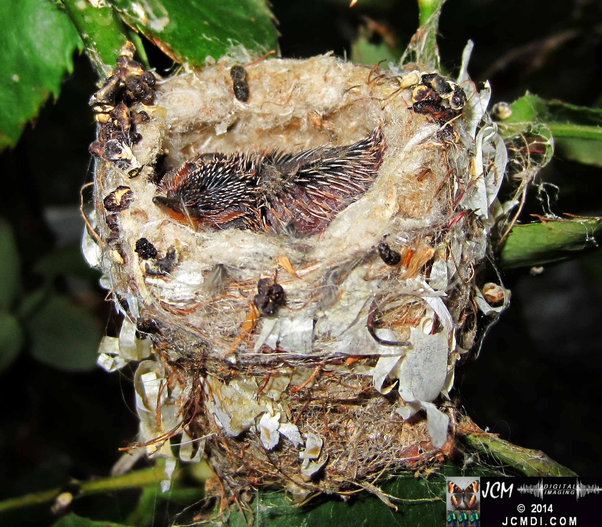 Allens Hummingbird Chick in Nest